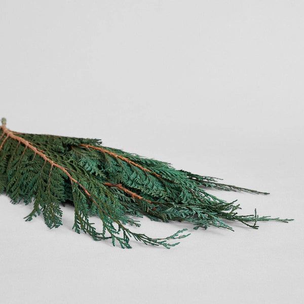 Preserved Cedar - Bodega Nantucket