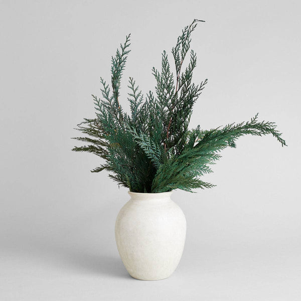 Preserved Cedar - Bodega Nantucket