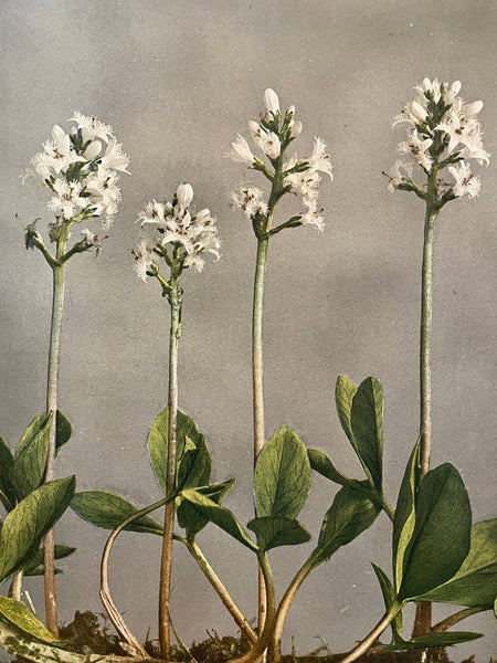 Garden Stories Candle - Bodega Nantucket