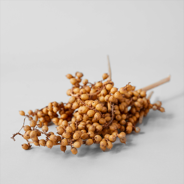 Dried Natural Canella - Bodega Nantucket