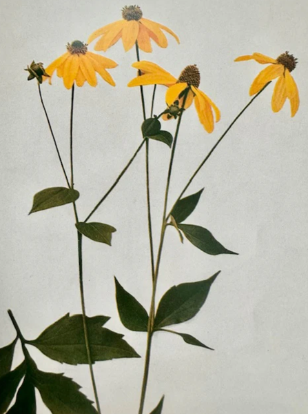 Orchard Sun Candle - Bodega Nantucket