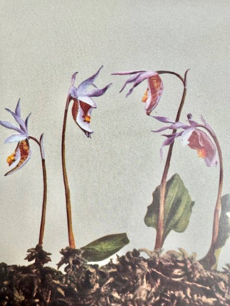 Moody Blooms Candle - Sample - Bodega Nantucket