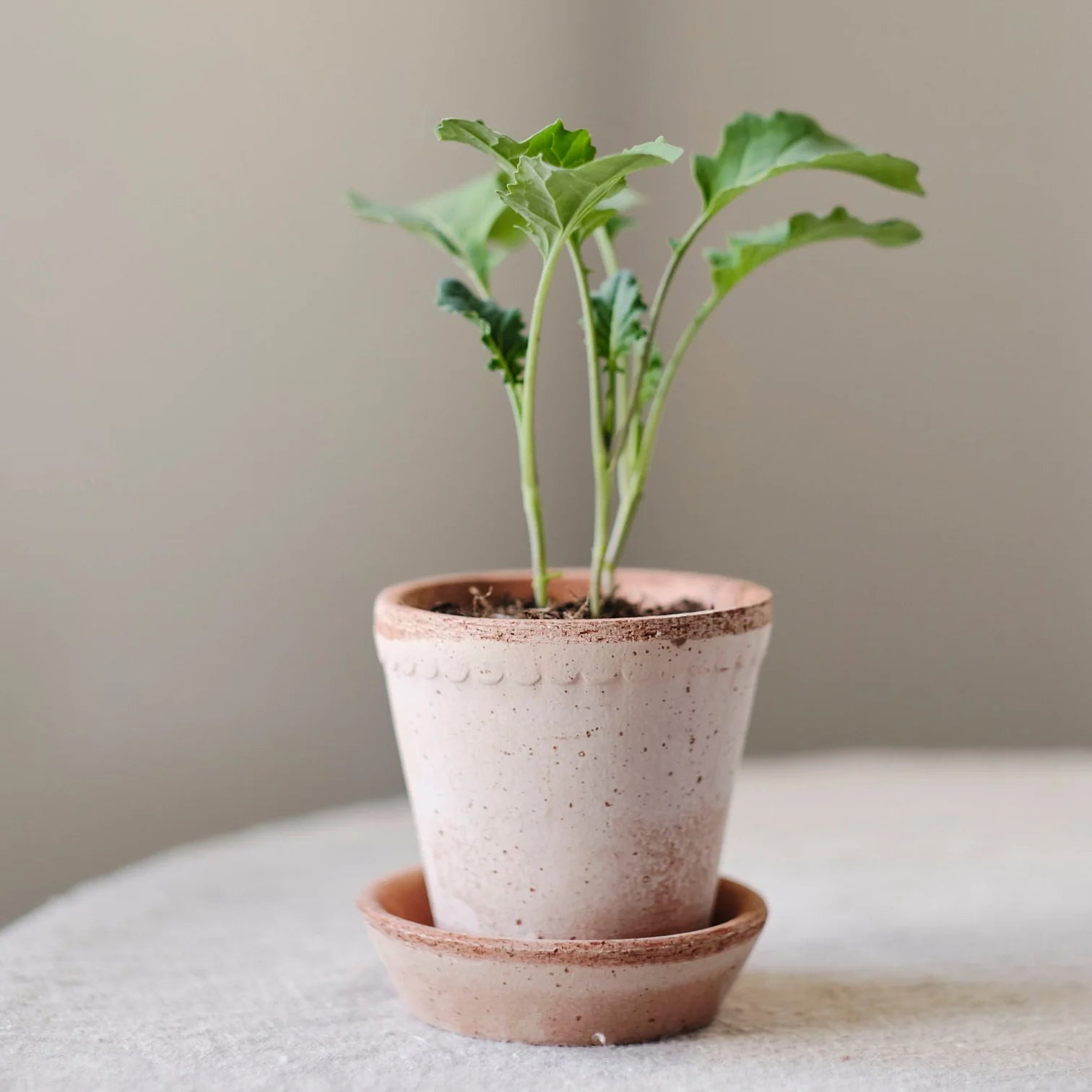 house plant pots with saucer Helena Pot and Saucer, Rosa– Bodega Nantucket