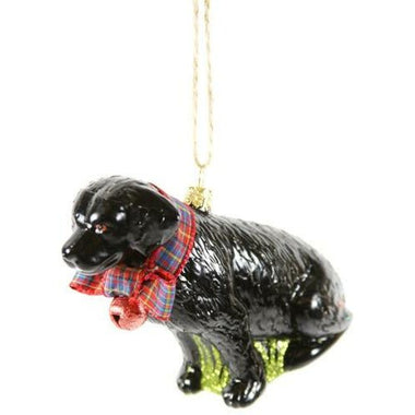 Black Lab - Bodega Nantucket