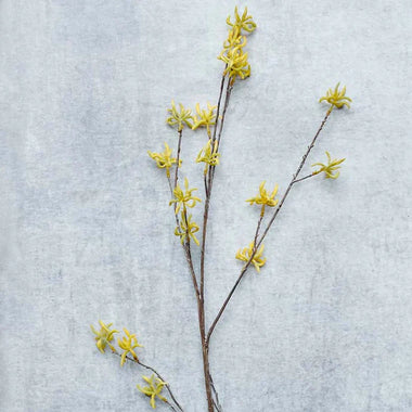 Witch Hazel Stem - Bodega Nantucket