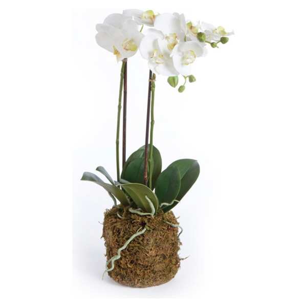 Orchid Drop In - Bodega Nantucket