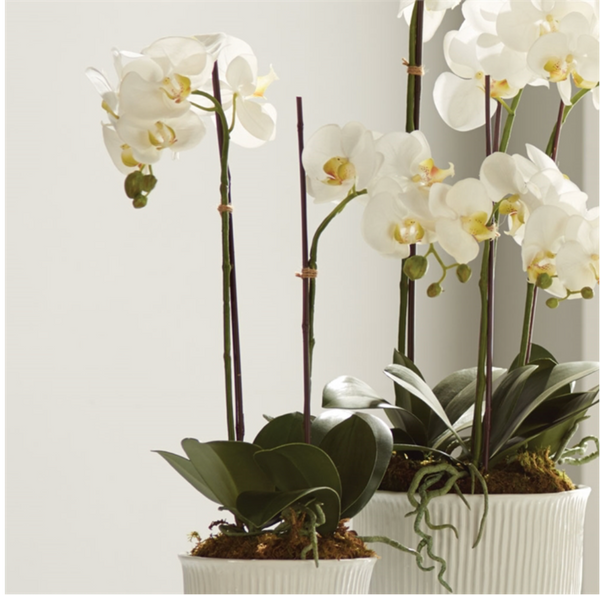 Orchid Drop In - Bodega Nantucket
