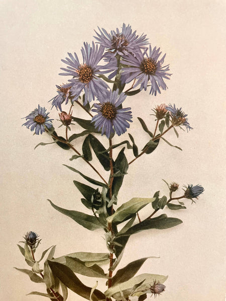 In The Weeds - Mini Candle - Bodega Nantucket