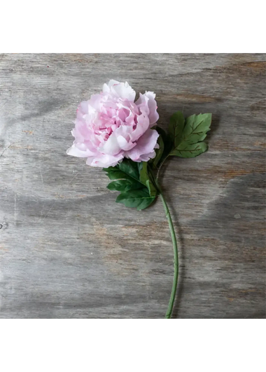 Peony Stem - Bodega Nantucket