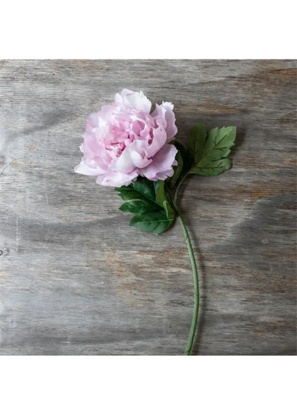 Peony Stem - Bodega Nantucket