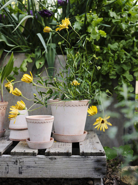 Helena Pot and Saucer, Rosa - Bodega Nantucket