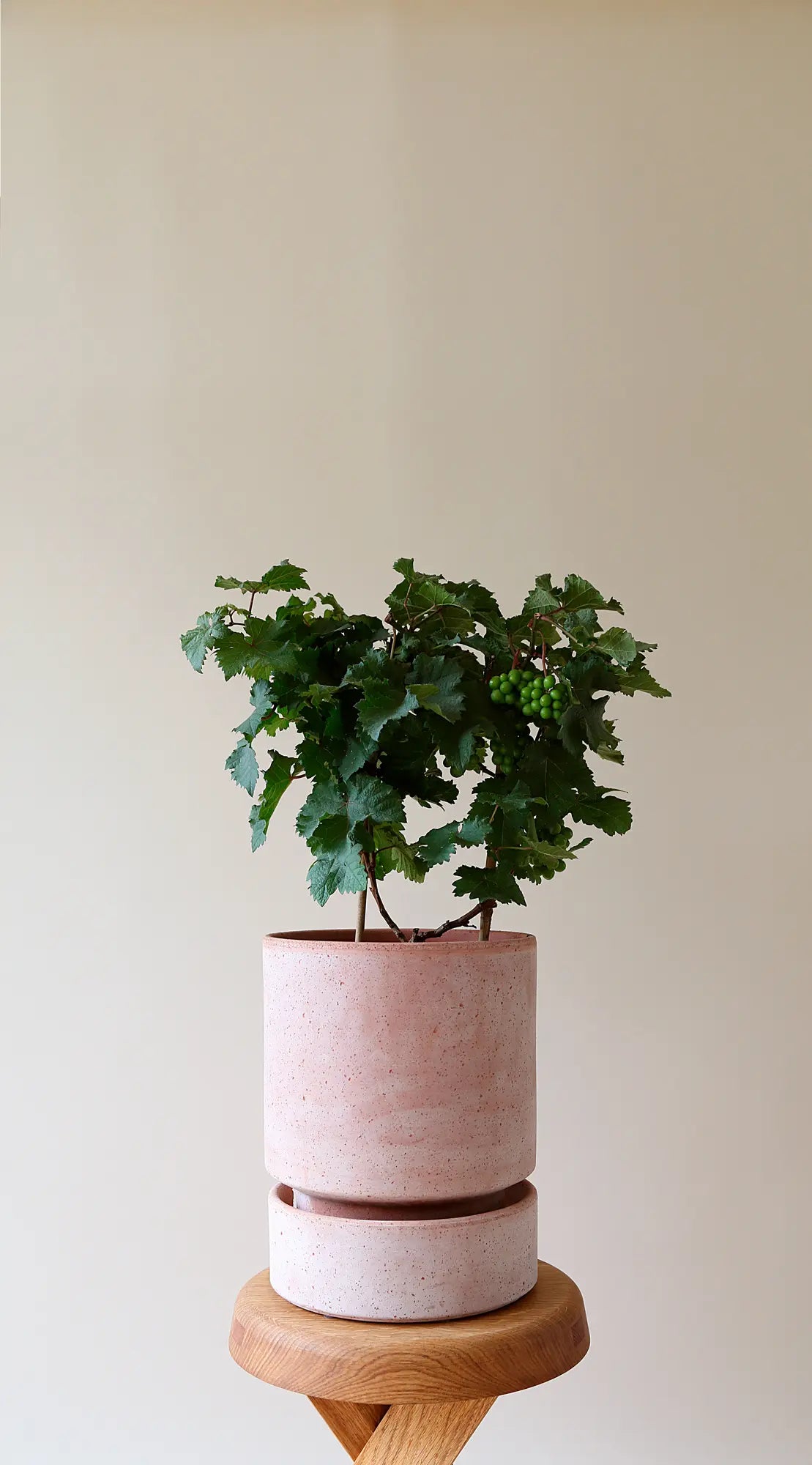 hoff plant pot Hoff Pot and Saucer, Rosa– Bodega Nantucket