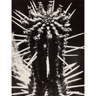 Botanicals - Bodega Nantucket