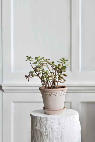 Københavner Pot and Saucer, Rosa - Bodega Nantucket