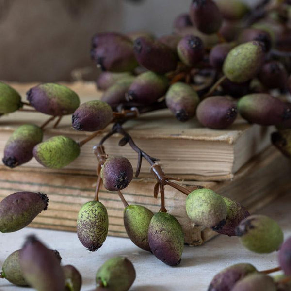 Barberry - Bodega Nantucket