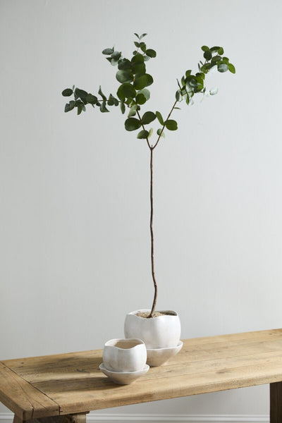Iona Pot with Saucer - Bodega Nantucket