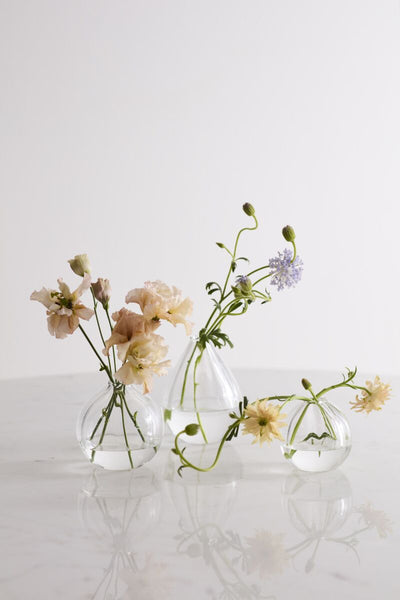 Viola Budvase - Bodega Nantucket