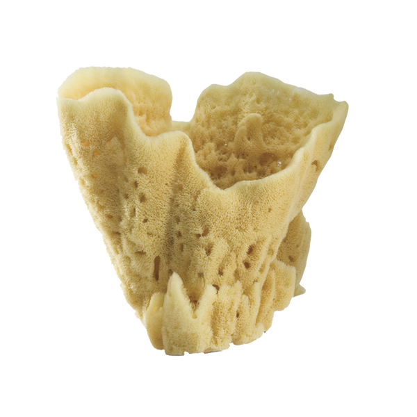 Grandiose Sponge - Bodega Nantucket