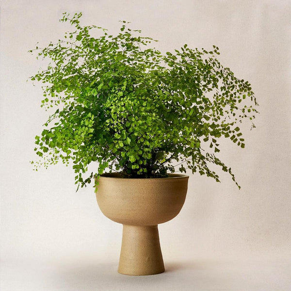 Footed Bowl - Bodega Nantucket