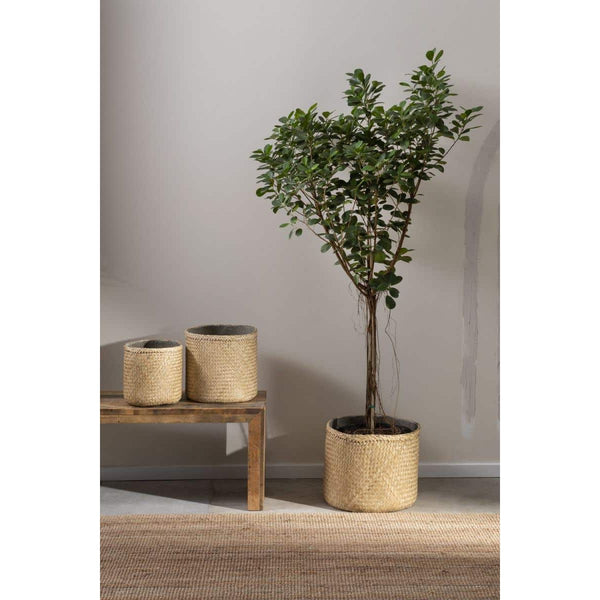 Fennel Planter - Bodega Nantucket